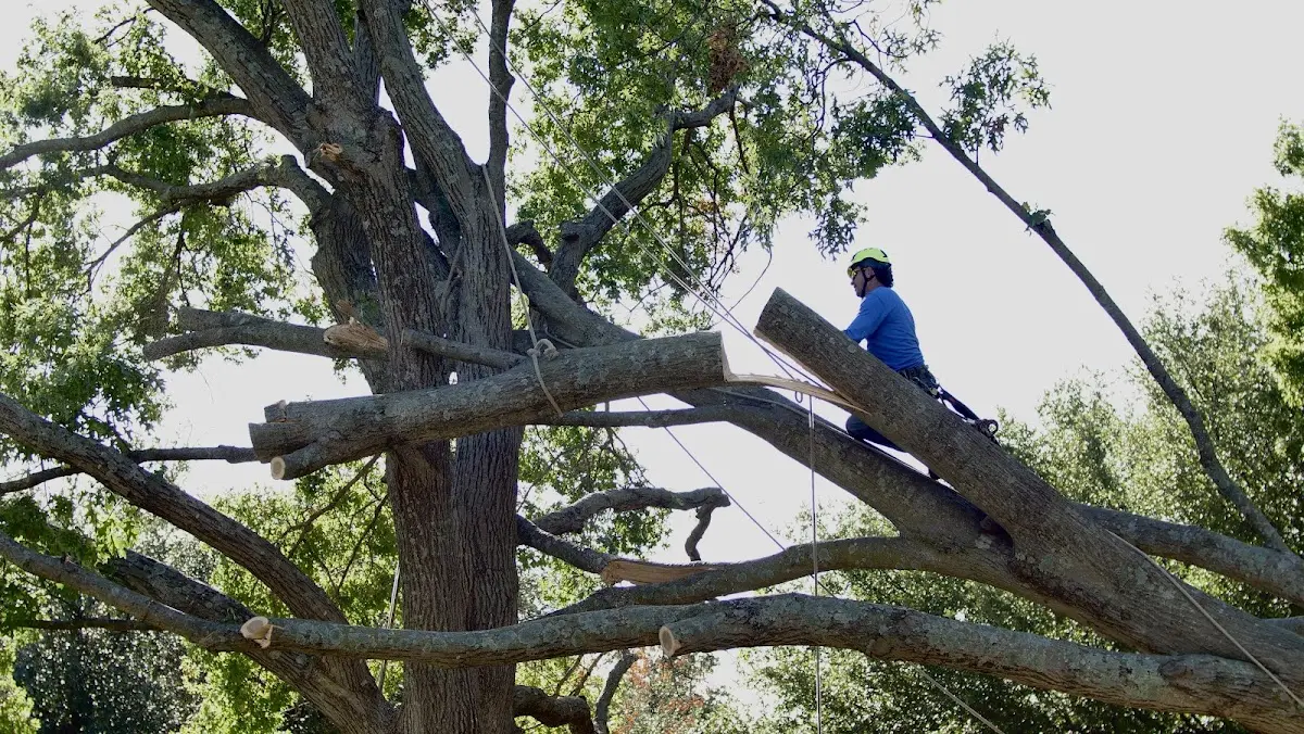 Professional Hazardous Tree Removal performed by certified arborists in Jeff